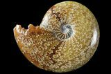 Polished, Agatized Ammonite (Cleoniceras) - Madagascar #94281-1